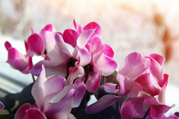 Flor de ciclamen Pétalos de color rosa pálido de la planta de interior Luz del día