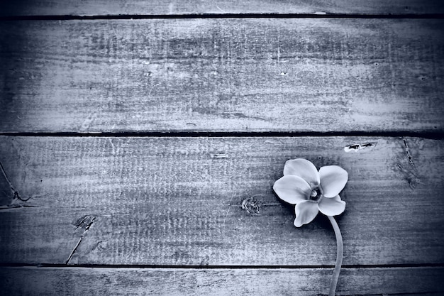 Flor de ciclamen sobre un fondo de madera negra Una flor con cinco pétalos Espacio de copia Tarjeta floral con ciclamen Estilo rústico pastoral Monocromo en blanco y negro Con arrepentimiento Lo siento postal