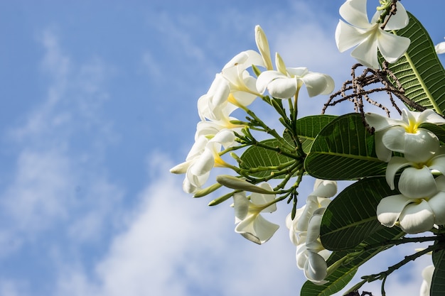 Flor en el cielo