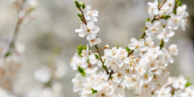 Flor de ciruelo blanco hermosas flores blancas de prunus en el jardín de la ciudad rama de ciruelo detallada