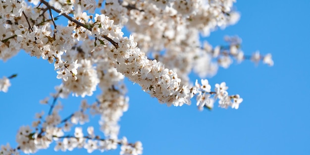 Flor de ciruelo blanco sobre fondo de cielo azul hermosas flores blancas de prunus en el jardín de la ciudad