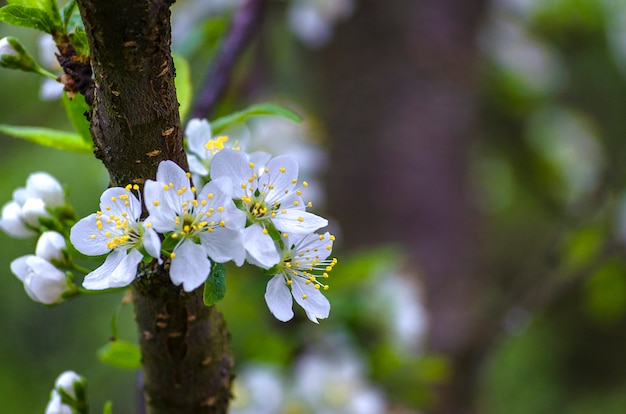 Flor de ciruelo en primavera