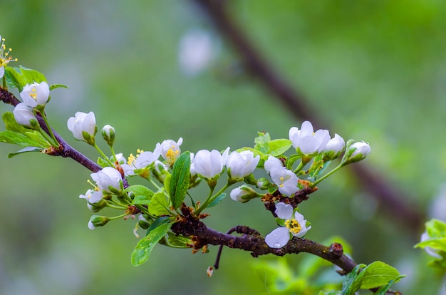 Flor de ciruelo en primavera