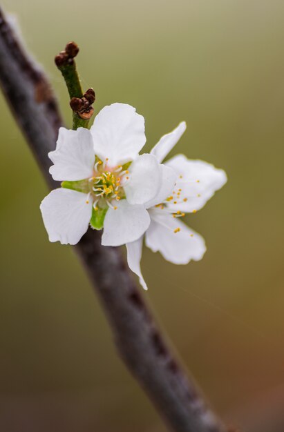 Flor del ciruelo (Prunus domestica), que florece en la rama de un árbol