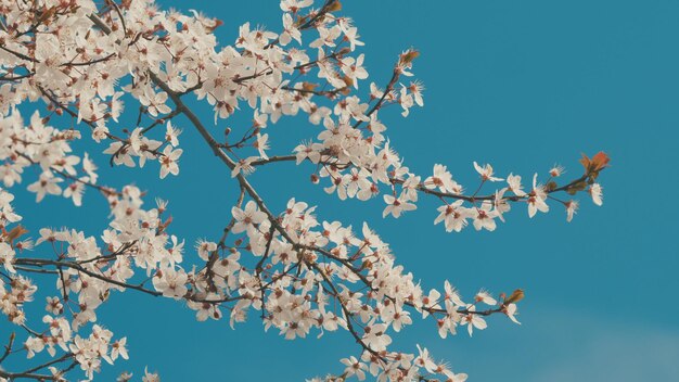 Foto la flor del ciruelo las ramas de la ciruela la luz que brilla a través de las hojas