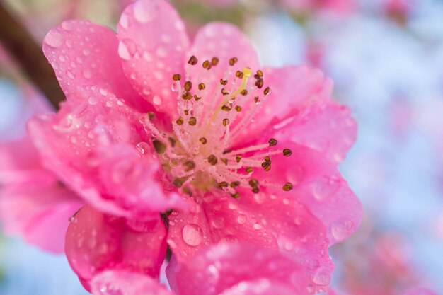 Flor de ciruelo rosa floreciente con gotita