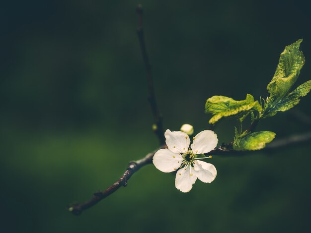 Una flor de ciruelo sobre un fondo de noche. Fondo de noche de verano. Árbol de primavera