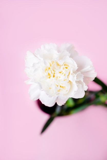 Flor de clavel blanco en una pared de color rosa pastel, minimalismo