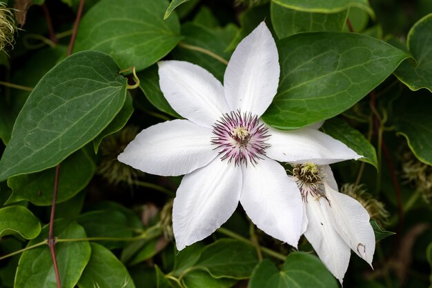 Flor de clemátide blanca en el jardín de primavera