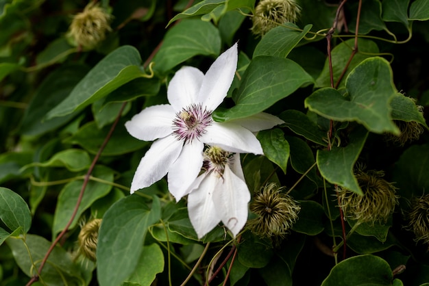 Flor de clemátide blanca en el jardín de primavera
