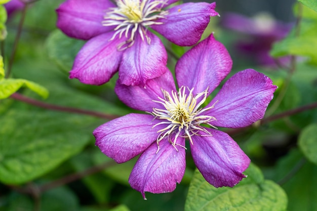 Flor de clemátide púrpura, lila de cerca en el jardín