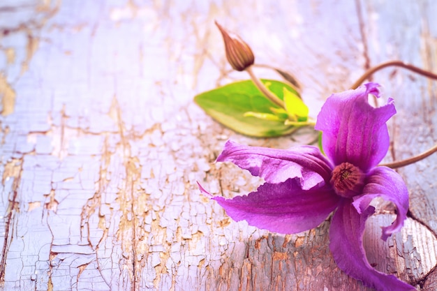 Flor de clematis en una madera vieja