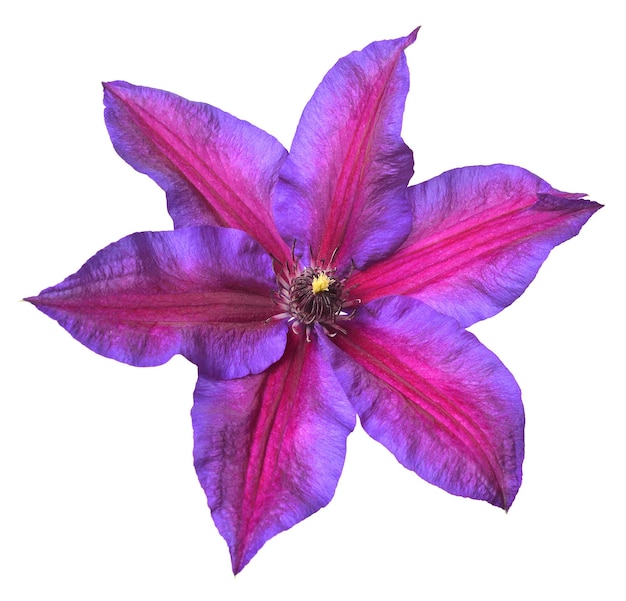 La flor de clematis púrpura aislada sobre un fondo blanco Objeto de patrón floral Vista superior plana