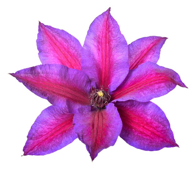 La flor de clematis púrpura aislada sobre un fondo blanco Objeto de patrón floral Vista superior plana