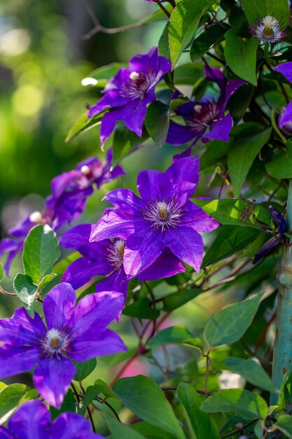 Flor de clematis púrpura floreciente sobre un fondo verde en la fotografía macro de verano