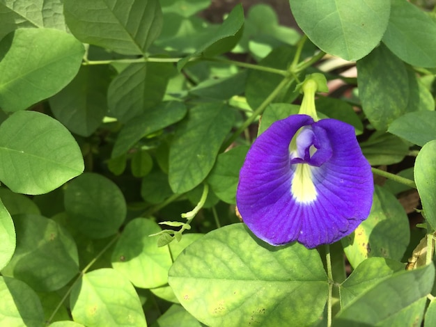 Flor de Clitoria ternatea con su hermoso color característico