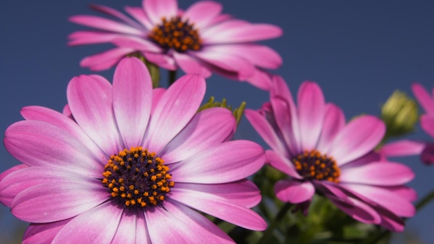 Flor closeup imagem