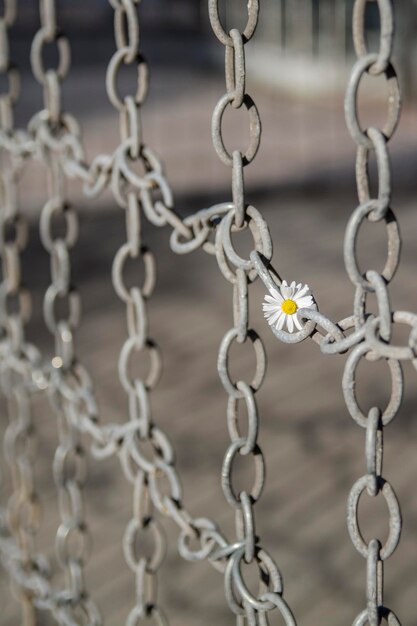 Foto la flor colgando de la cadena