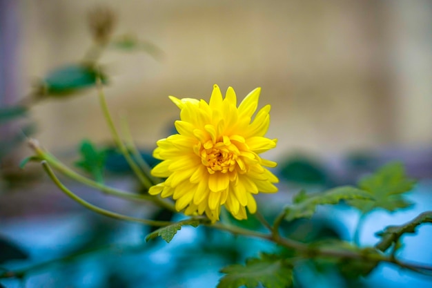 Flor de color amarillo en la rama de un árbol