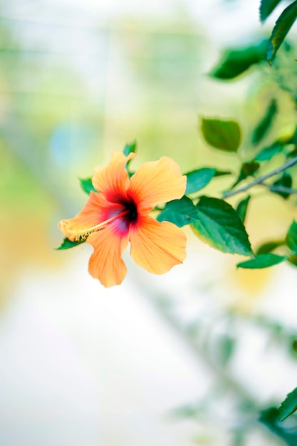 Una flor de color naranja y rojo.