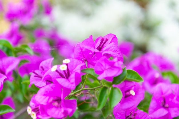 Foto flor de color púrpura o violeta en el jardín.