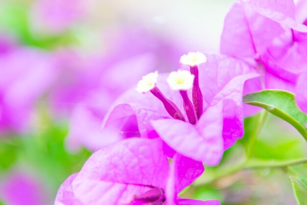 Foto flor de color púrpura o violeta en el jardín.