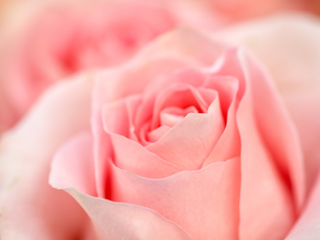 Flor color de rosa de coral. Retoque detallado