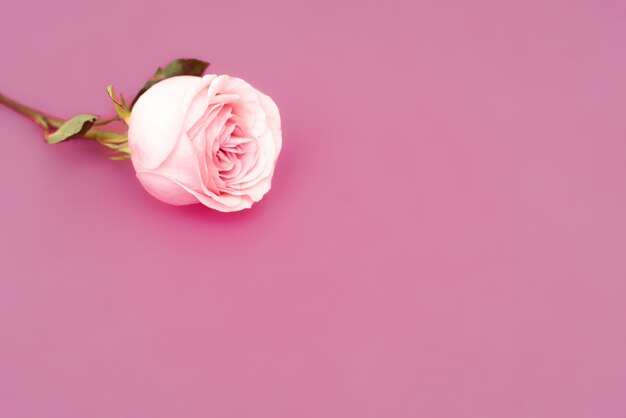 Flor color de rosa dulce para el fondo romántico del amor. Enfoque selectivo suave. Copie el espacio.