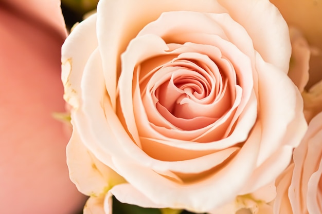 Flor color de rosa en un jardín de belleza floral y fondo botánico para invitación de boda y saludo c ...