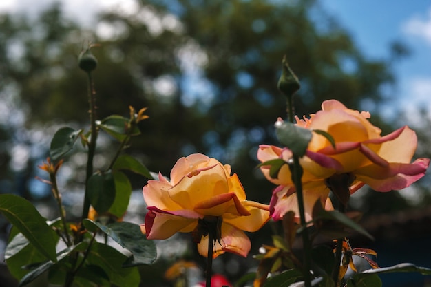 Flor color de rosa en el jardín de rosas sobre fondo borroso