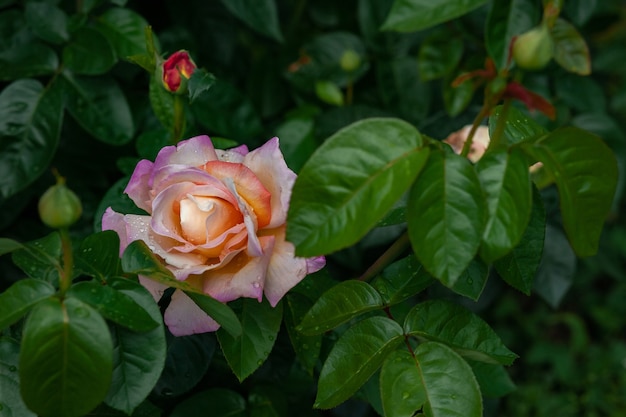 Flor color de rosa en el jardín de rosas sobre fondo borroso