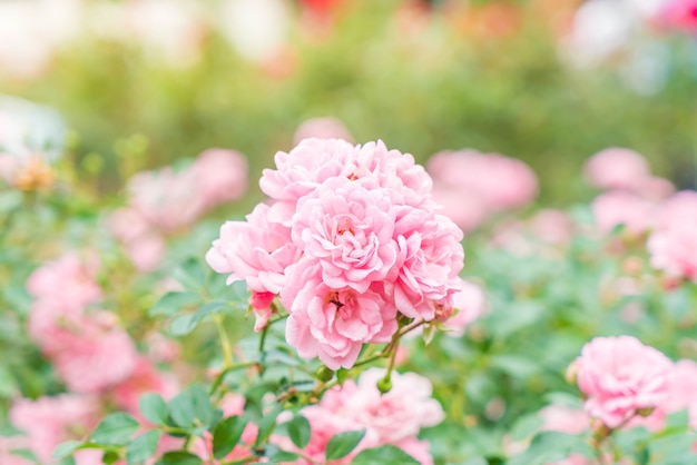flor color de rosa en el jardín