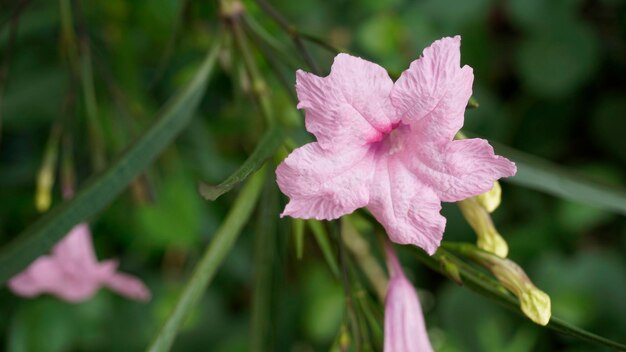 Flor de color rosa maya de Ruellia Simplex con fondo verde natural