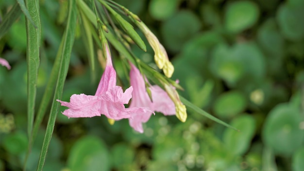 Flor de color rosa maya de Ruellia Simplex con fondo verde natural