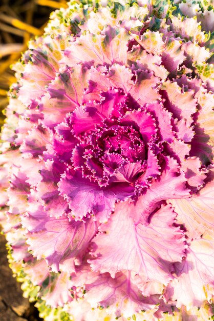 Flor de color rosa y morado