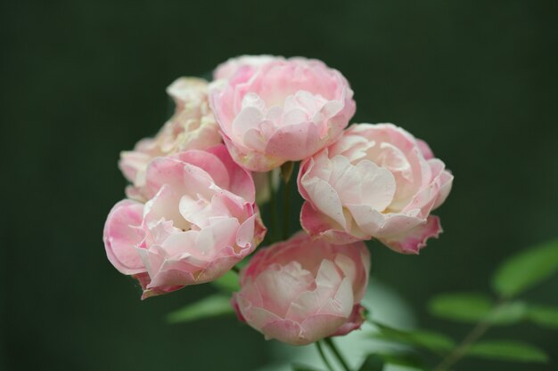 Flor color de rosa en primer plano