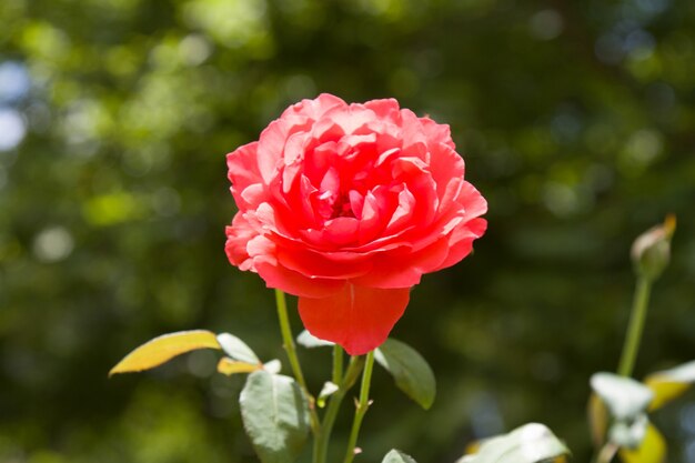 Flor color de rosa que crece en el jardín. Floración rosal en un día soleado de verano