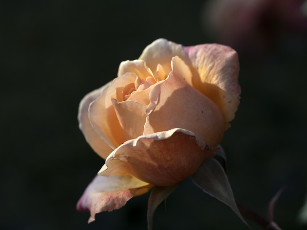 Flor color de rosa rara en especies de jardín de cultivo Lolita