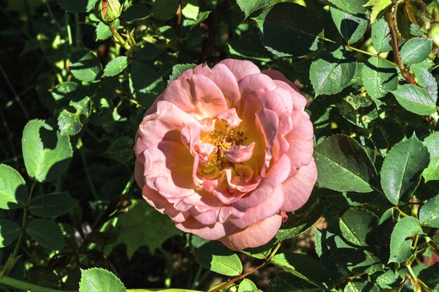 Flor color de rosa rosa en un arbusto en el jardín, luz del día.