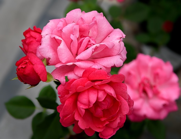 Flor color de rosa de la variedad europea flores rosas