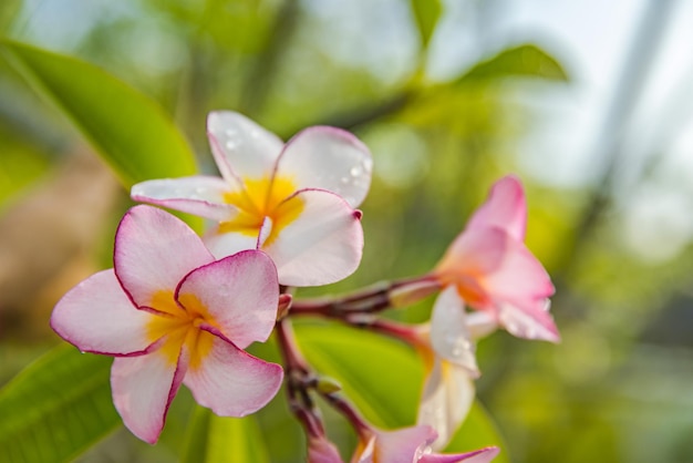 Flor de colores exóticos sobre fondo de naturaleza de follaje tropical borroso brillante. Amor romántico floral