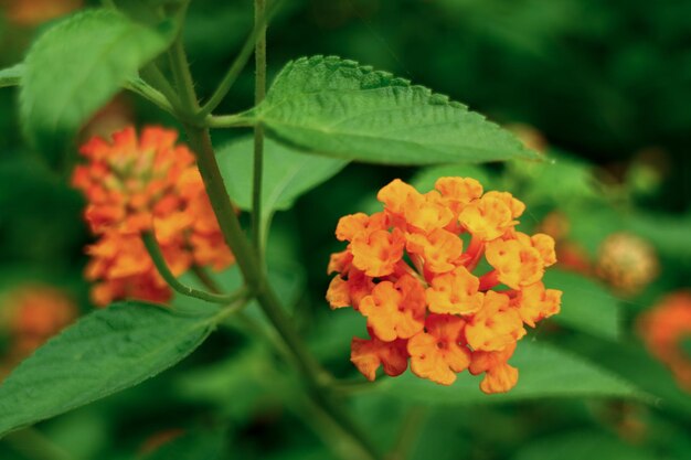 Flor de colores en el fondo de la floración