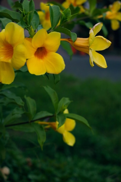 Flor de colores en el fondo de la floración