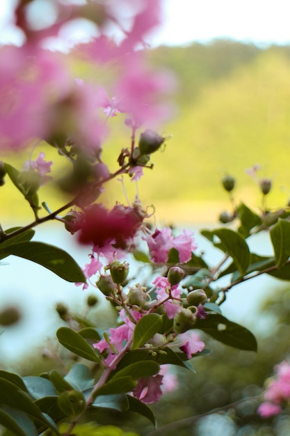 Flor de colores en el fondo de la floración