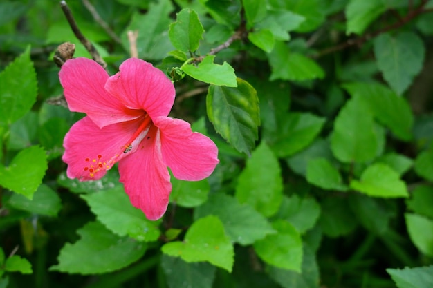 Flor de colores en el fondo de la floración