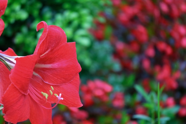 Flor de colores en el fondo de la floración