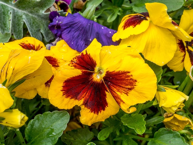 Flor de colores en el jardín con hojas