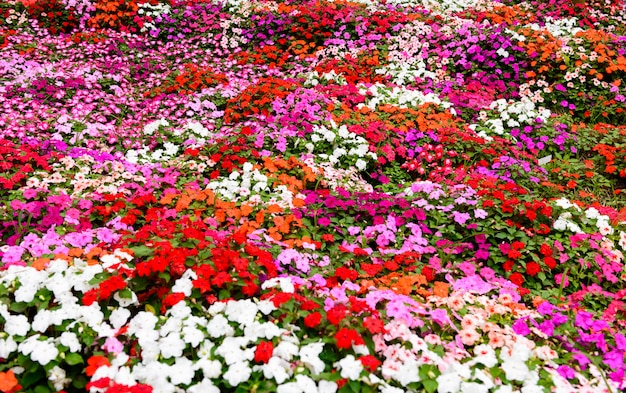 Flor de colores en el jardin