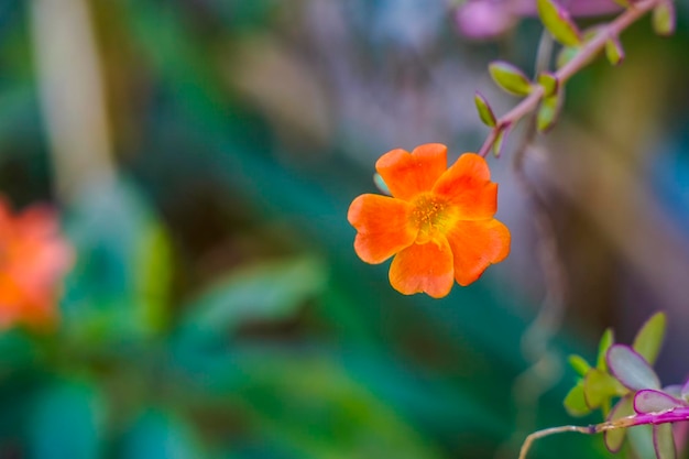 Flor de colores en la rama de un árbol