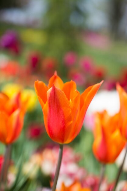 Flor colorida da flor da tulipa no jardim